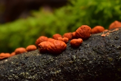 Anthracophyllum discolor