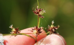Juncus dubius