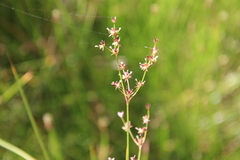Juncus dubius
