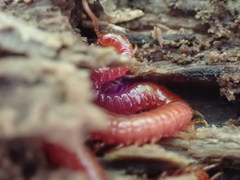 Strigamia bothriopus