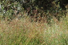 Juncus dubius