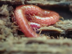 Strigamia bothriopus