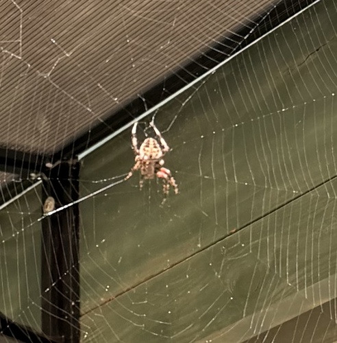 Spotted Orbweaver