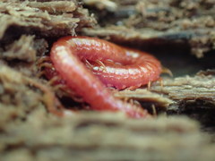 Strigamia bothriopus