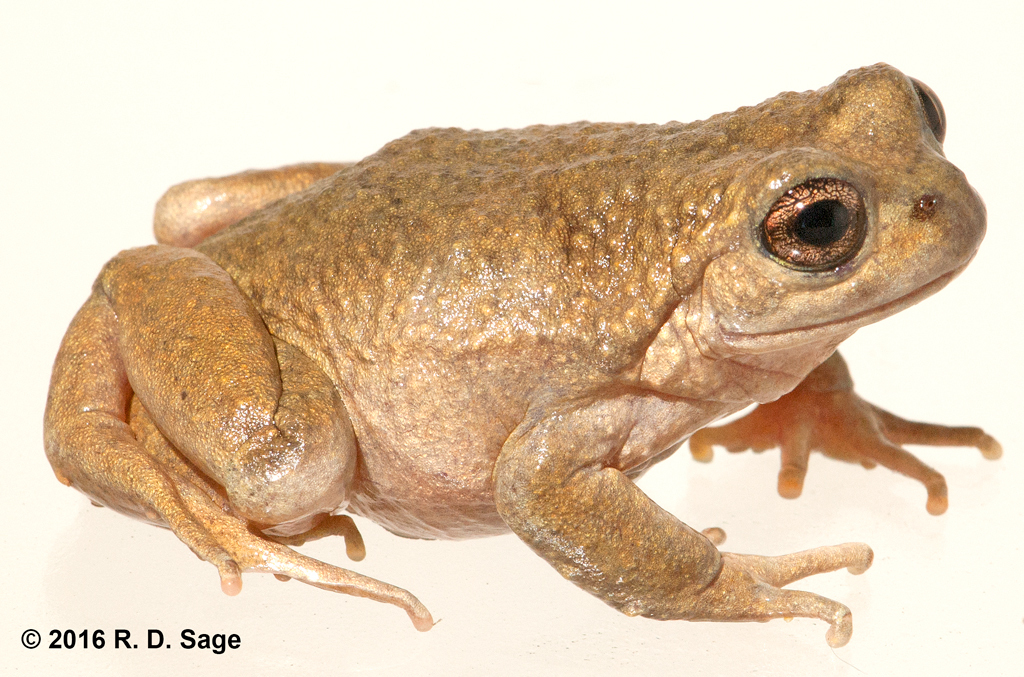 Tonchek Spiny-Chest Frog