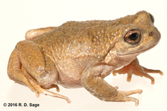 Tonchek Spiny-Chest Frog photo 1