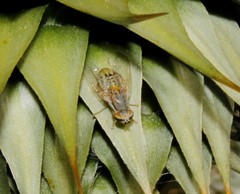 Terellia fuscicornis