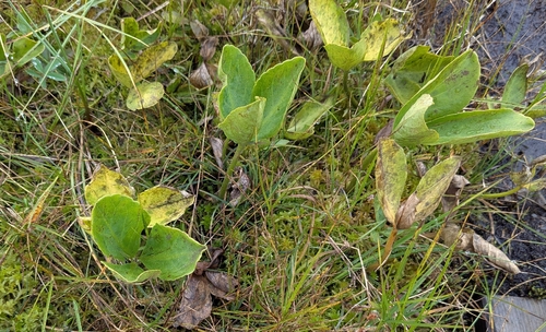 Bogbean