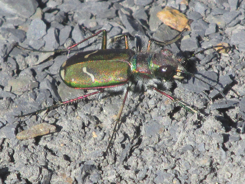 Audubon's Tiger Beetle