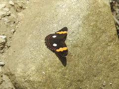 Adelpha leucophthalma
