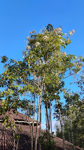 Cordia trichotoma, 2026-08-02