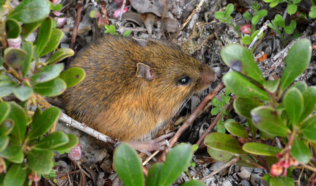 Pacific Jumping Mouse