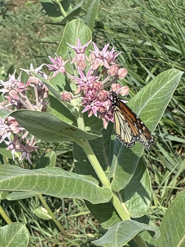 Monarch