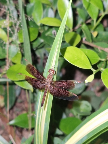 Common Parasol