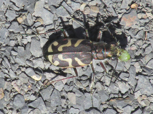 Kirby's Oblique-lined Tiger Beetle