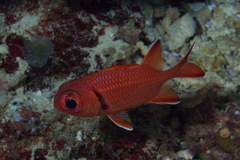 Myripristis robusta