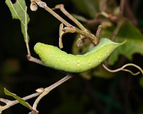 Ampelophaga rubiginosa
