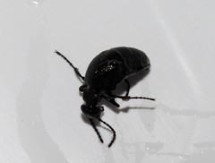 Meloe mediterraneus