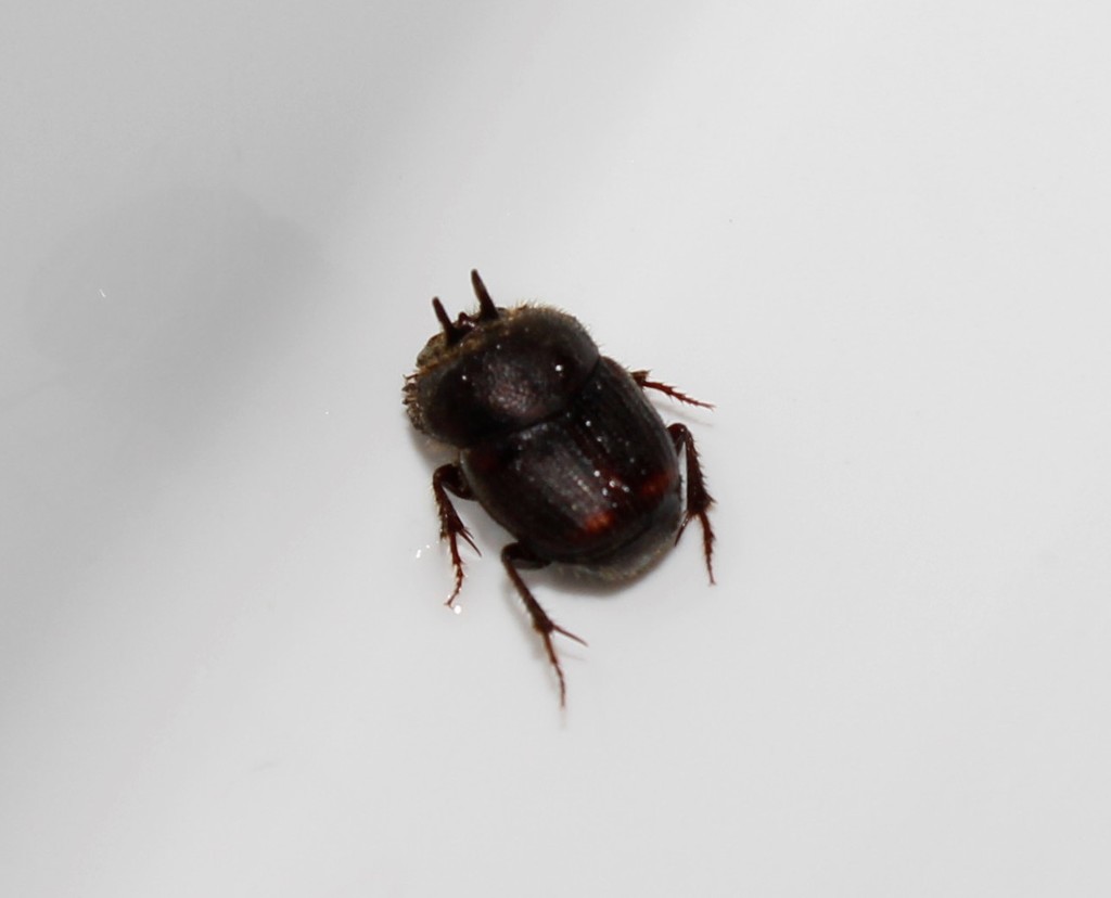 Furconthophagus