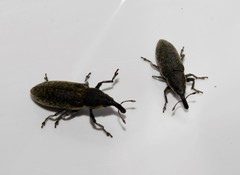 Lixus cardui