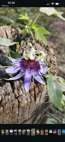 Passiflora amethystina