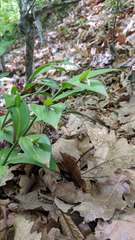 Ruscus hypoglossum