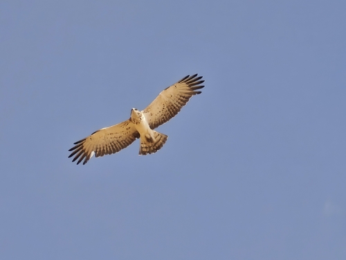 Circaetus gallicus gallicus