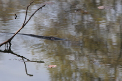 Channa argus