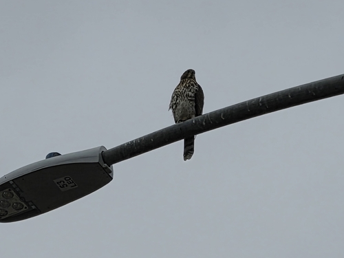 Cooper's Hawk