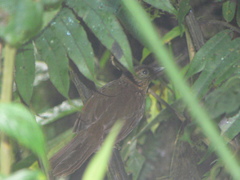 Thripadectes ignobilis