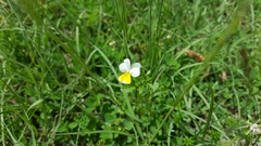 Viola bicolor