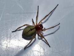 Cheiracanthium pennatum