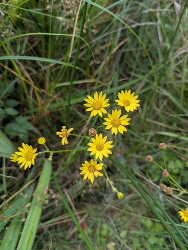 Jacobaea aquatica, photograph 5