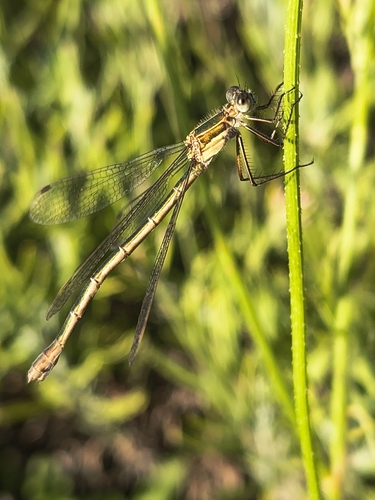Common Spreadwing