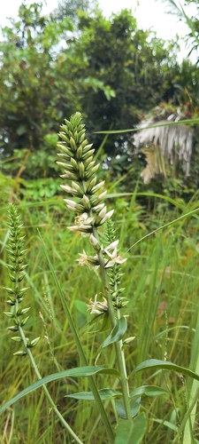 Coutoubea spicata observed 2026-08-13