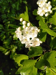 Eingriffeliger Weißdorn (Crataegus monogyna): Herkunft und Verwendung — Foto 3