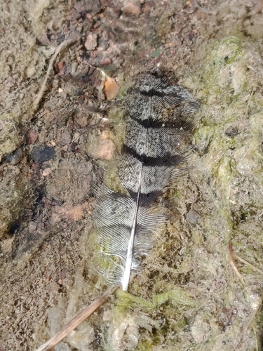 Plume de Torcol fourmilier