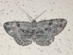 Peribatodes rhomboidaria