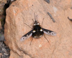 Bombylius albicapillus