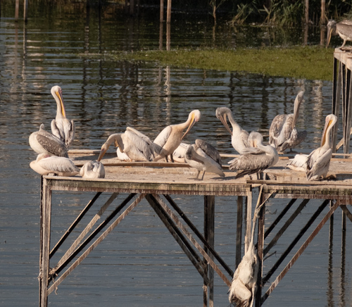 Great White Pelican