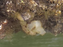 Molgula manhattensis