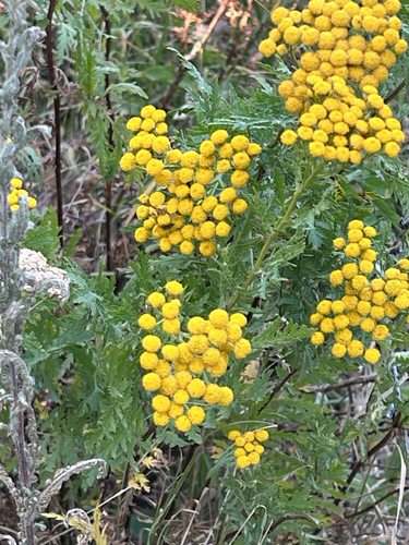 Common Tansy