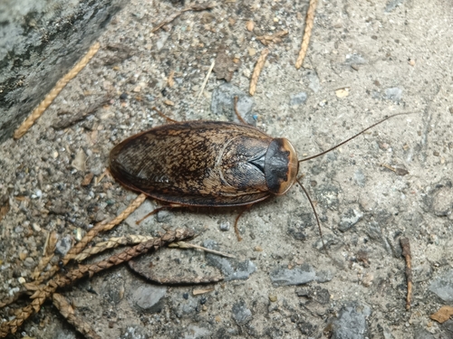 Chinese Medicinal Cockroach