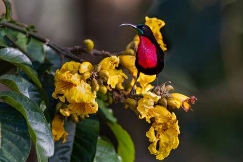 Scarlet-chested Sunbird