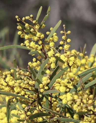 Acacia hakeoides observed 2026-08-13