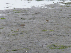 Calidris melanotos