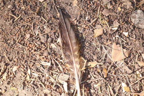 Plume de Pic vert