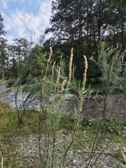 Myricaria germanica, photograph (c) xulescu_g, some rights reserved (CC BY-SA)