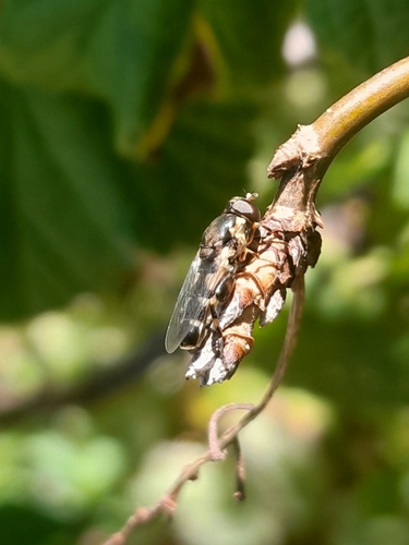Thick-legged Hover Fly