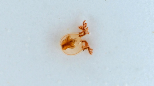 Cladonema radiatum observed 2026-08-12